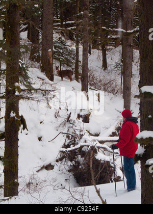 Homme qui regarde un Blacktail Deer Sitka lors d'une randonnée dans la neige-couvertes de Fort Abercrombie State Historical Park, Alaska Banque D'Images