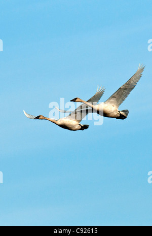 Paire de cygnes trompettes en vol au dessus de Denali Highway, Southcentral Alaska, printemps Banque D'Images