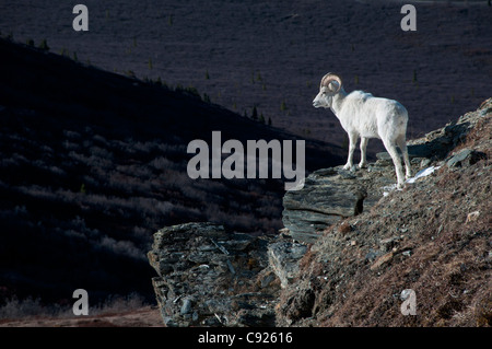 Dall debout sur une pente raide au dessus de la vallée, le Parc National Denali et préserver, de l'intérieur de l'Alaska, le printemps Banque D'Images