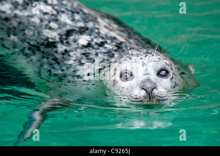 Close up en captivité d'un phoque commun de natation, Point Defiance Zoo, Tacoma, Washington, États-Unis Banque D'Images