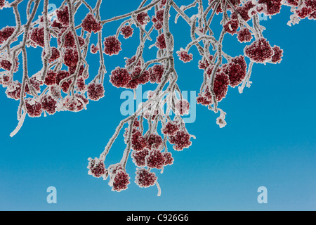 Close up of mountain ash baies couvertes de givre et de neige contre un ciel bleu, l'hiver, de l'Alaska Banque D'Images