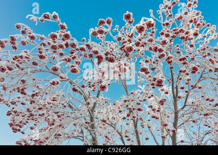 Avis de mountain ash tree et baies couvertes de givre et de neige contre un ciel bleu, l'hiver, de l'Alaska Banque D'Images