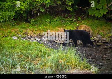 L'ours noir la pêche du saumon dans un ruisseau le long de la route, Valdez, Southcentral Alaska, l'été Banque D'Images