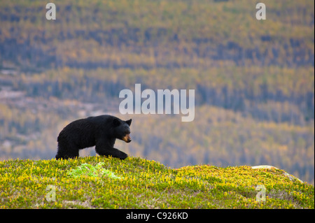 Un ours noir en quête de fruits rouges près de la piste de glace Harding à la sortie Glacier, Kenai Fjords National Park, Seward, Alaska Banque D'Images