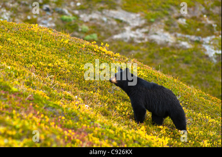 Un ours noir en quête de fruits rouges sur une colline près de la Harding Icefield Trail, Kenai Fjords National Park, Seward, Alaska Banque D'Images