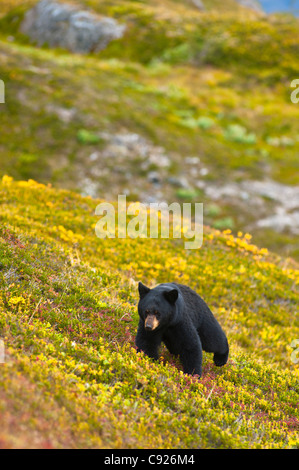 Un ours noir en quête de fruits rouges sur une colline près de la Harding Icefield Trail, Kenai Fjords National Park, Seward, Alaska Banque D'Images