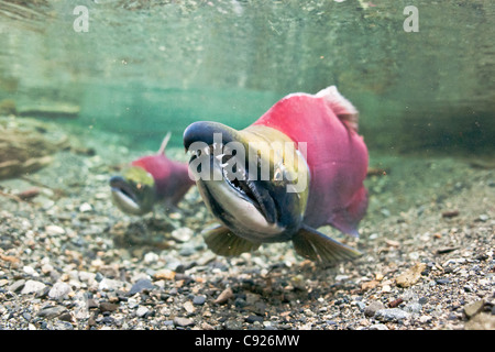 Vue sous-marine d'un saumon rouge adulte mâle dans le ruisseau d'alimentation, Delta de la rivière Copper près de Cordova, Prince William Sound, Alaska Banque D'Images