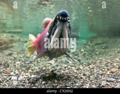 Vue sous-marine d'un saumon rouge adulte mâle dans le ruisseau d'alimentation, Delta de la rivière Copper près de Cordova, Prince William Sound, Alaska Banque D'Images