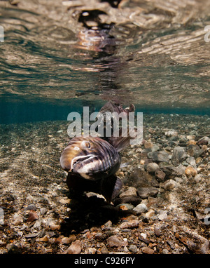 Vue sous-marine d'une femelle de saumon coho d'excaver son nid alors qu'un des gardiens de sexe masculin dans le ruisseau d'alimentation, Delta de la rivière Copper, Alaska Banque D'Images