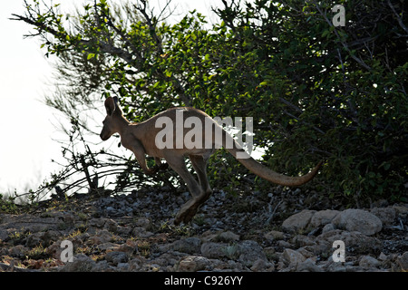 Le kangourou, le Cape Range National Park, Exmouth Australie Occidentale Banque D'Images