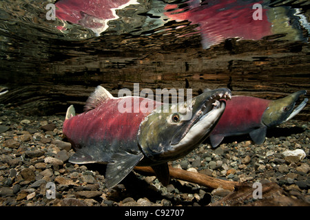 Vue sous-marine de saumons rouges adultes mâles dans le ruisseau d'alimentation, Delta de la rivière Copper près de Cordova, Prince William Sound, Alaska Banque D'Images