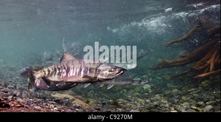 Vue sous-marine de kéta sur leur migration de reproduction à Hartney Creek, Delta de la rivière Copper, Prince William Sound, Alaska Banque D'Images