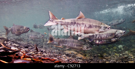 Vue sous-marine de kéta sur leur migration de reproduction à Hartney Creek, Delta de la rivière Copper, Prince William Sound, Alaska Banque D'Images