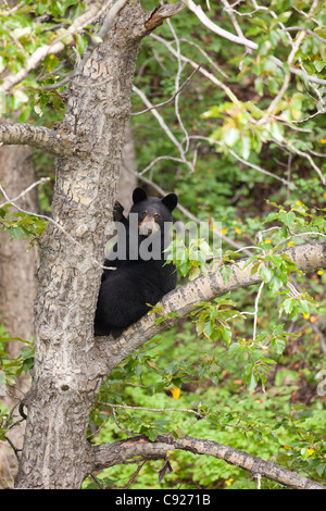 L'ours noir adultes perché dans un arbre près de la Seward Highway, Southcentral Alaska, l'été Banque D'Images