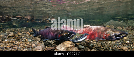 Vue sous-marine du saumon coho et du saumon sur la frayère du ruisseau au pouvoir, Delta de la rivière Copper, Prince William Sound, Alaska Banque D'Images