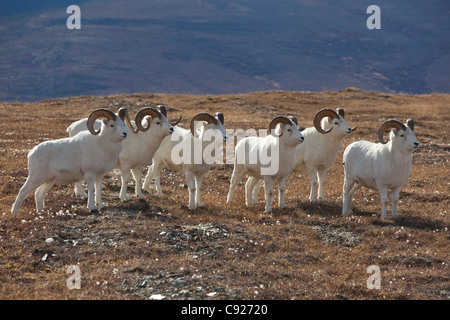 Une bande de moutons de Dall dans une haute montagne pré, Denali National Park et de préserver, l'intérieur de l'Alaska, l'automne Banque D'Images