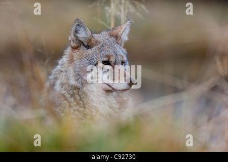 Un Coyote regarde à travers l'herbe, Alaska Wildlife Conservation Center, Southcentral Alaska, l'été. Prisonnier Banque D'Images