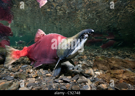 Vue sous-marine de saumons rouges adultes au pouvoir masculin, Delta de la rivière Copper Creek près de Cordova, Prince William Sound, Alaska Banque D'Images