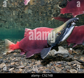 Vue sous-marine de saumons rouges adultes au pouvoir masculin, Delta de la rivière Copper Creek près de Cordova, Prince William Sound, Alaska Banque D'Images