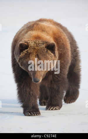 Femelle ours brun en captivité : marche à travers un étang gelé à l'Alaska Wildlife Conservation Center, Southcentral Alaska, Winter Banque D'Images