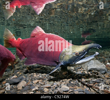 Vue sous-marine de saumons rouges adultes au pouvoir masculin, Delta de la rivière Copper Creek près de Cordova, Prince William Sound, Alaska Banque D'Images