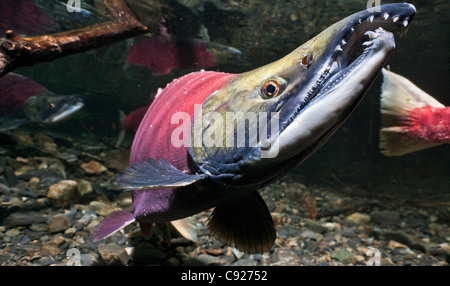 Vue sous-marine de saumons rouges adultes au pouvoir masculin, Delta de la rivière Copper Creek près de Cordova, Prince William Sound, Alaska Banque D'Images