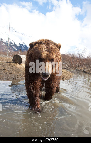 Ours brun en captivité : marcher en avant en flux à l'Alaska Wildlife Conservation Center, Southcentral Alaska, printemps Banque D'Images