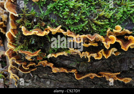 Stereum poilu champignons sur support de pile de journaux - Stereum hirsutum Banque D'Images