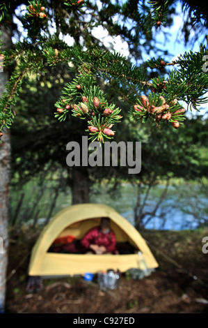 Backpacker camps sous une épinette blanche à Crescent Lake pendant une randonnée dans la forêt nationale de Chugach, Alaska Banque D'Images