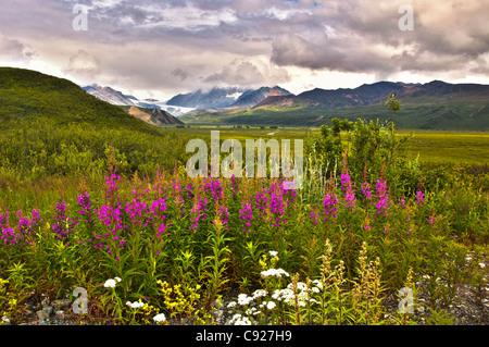 Vue panoramique du glacier Gulkana du Richardson Highway avec au premier plan l'épilobe, Southcentral Alaska, l'été Banque D'Images