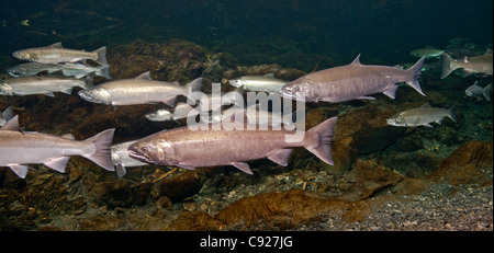 Vue sous-marine des saumons et un Dolly Varden à Hartney Creek, Delta de la rivière Copper, Prince William Sound, Alaska Banque D'Images