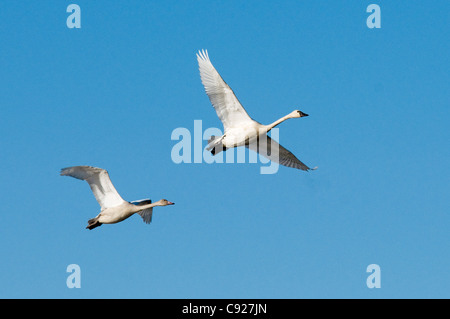 Deux cygnes trompettes en vol au dessus de Westchester Lagoon, Anchorage, Southcentral Alaska,Automne Banque D'Images