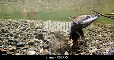 Sous l'eau d'une femelle de saumon rouge son excavation redd tandis qu'un des gardiens de sexe masculin, l'alimentation, Delta de la rivière Copper Creek, Alaska Banque D'Images