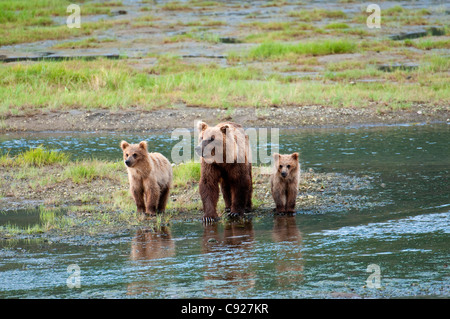 Brown Bear sow marche à travers un flux avec son printemps d'oursons dans Chinitna Bay, Lake Clark National Park, Southcentral Alaska, l'été Banque D'Images