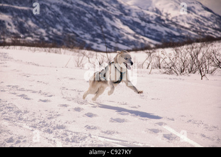 Husky de Sibérie portant un faisceau de skijoring fonctionne sur le sentier couvert de neige Archange dans Hatcher Pass, Talkeetna Mountains, Alaska Banque D'Images