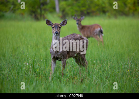 Sitka femelle du cerf à queue noire avec en arrière-plan sur l'Île du Prince de Galles, la Forêt nationale de Tongass, sud-est de l'Alaska Banque D'Images