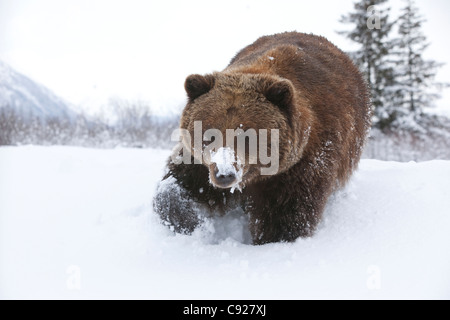 Ours brun adultes marcher dans la neige fraîche à l'Alaska Wildlife Conservation Center, Southcentral Alaska, Winter, Captive Banque D'Images