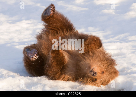 Femelle en captivité : L'ours brun kodiak rouleaux dans la neige fraîche à l'Alaska Wildlife Conservation Center, Southcentral Alaska Banque D'Images