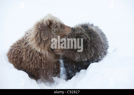 Mâles et femelles en captivité : oursons brun kodiak se blottir ensemble dans la neige, à l'Alaska Wildlife Conservation Center, Alaska Banque D'Images