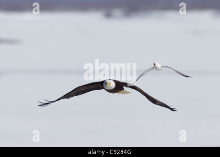 Pygargue à tête blanche en vol et de poursuites par les Mew Gull sur la rivière Copper, Southcentral Alaska, printemps Banque D'Images