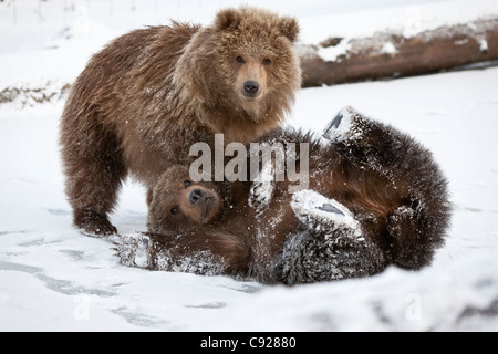 Captif : paire de petits ours brun kodiak jouer et se débattre dans la neige à l'Alaska Wildlife Conservation Center, Alaska Banque D'Images