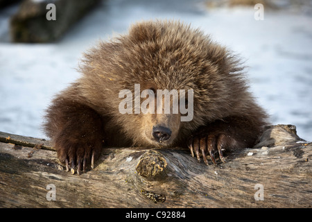 Captif : ours brun kodiak cub de pics sur un journal couvert de neige, Southcentral Alaska, hiver, Banque D'Images