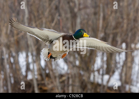 Un Mallard drake vole au-dessus d'un étang d'Anchorage, Southcentral Alaska, printemps Banque D'Images