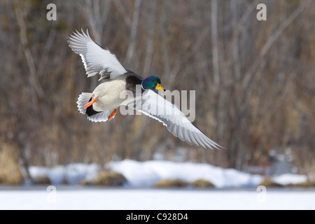 Un Mallard drake vole au-dessus d'un étang d'Anchorage, Southcentral Alaska, printemps Banque D'Images