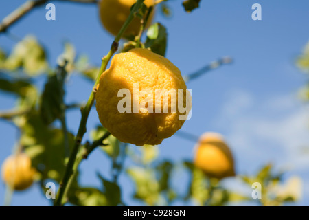 Close up de citron sur tree Banque D'Images