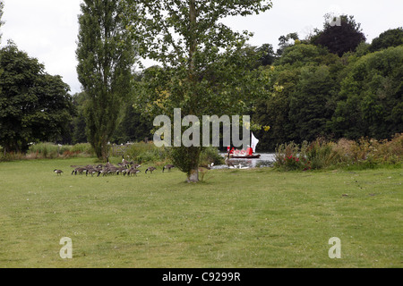 Swan dessus dans leur uniforme écarlate traditionnel yoles rangées le long de la rivière Swan en augmentant, Tamise, Henley, Angleterre Banque D'Images