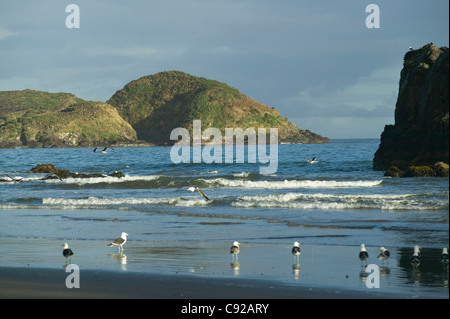 Le Chili, Chiloe, Punihuil, près de l'aluminé, sur la plage des mouettes Banque D'Images