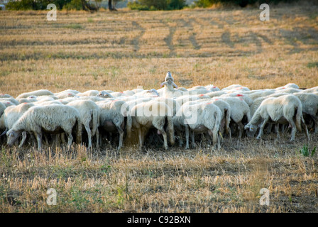 Italie, Toscane, la Maremme, des moutons paissant sur sur les chaumes de blé Banque D'Images