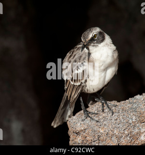 Mockingbird Galapagos (Nesomimus parvulus), l'île de Genovesa, îles Galapagos, Equateur Banque D'Images