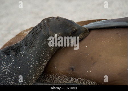 Lion de mer Galapagos (Zalophus californianus wollebacki) Sciences infirmières son chiot, de l'île Seymour Nord, îles Galapagos, Equateur Banque D'Images